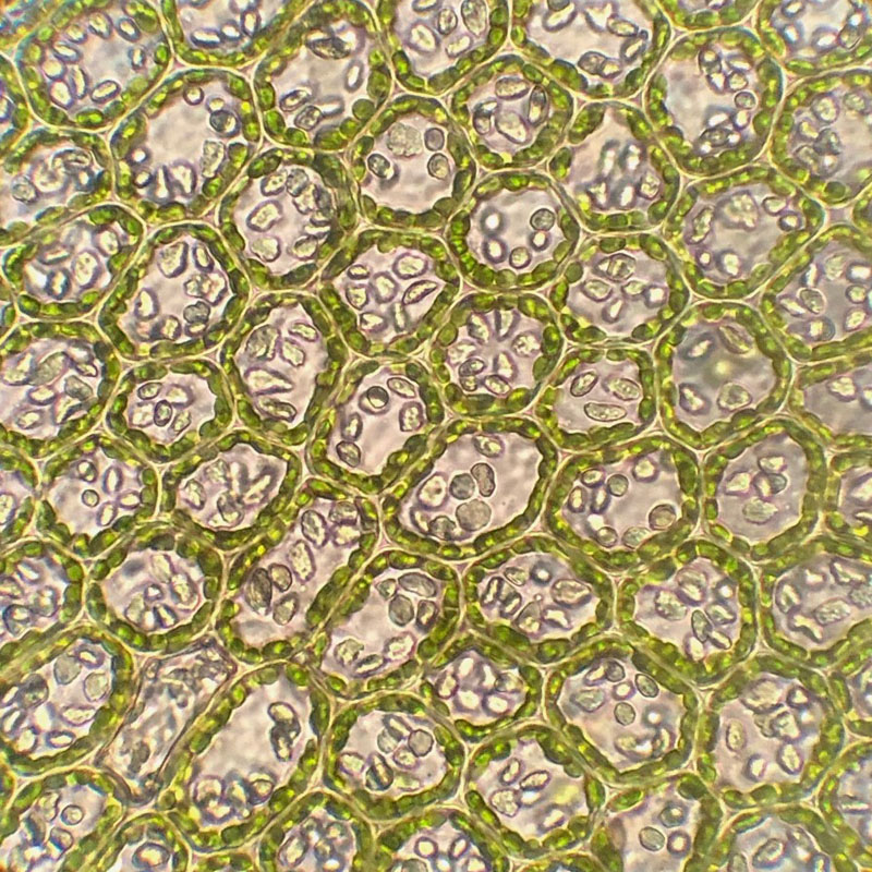 Syzygiella autumnalis